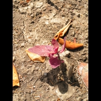 Arroche Rouge - Atriplex hortensis (Chenopodiacees)(01)